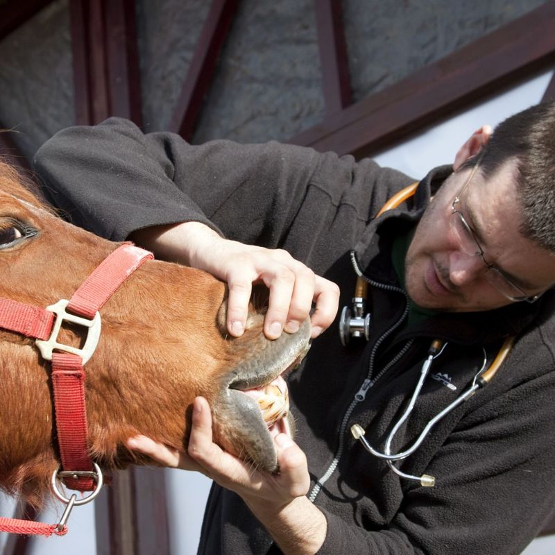 The Importance of Keeping Your Horse's Teeth Clean Carter Veterinary